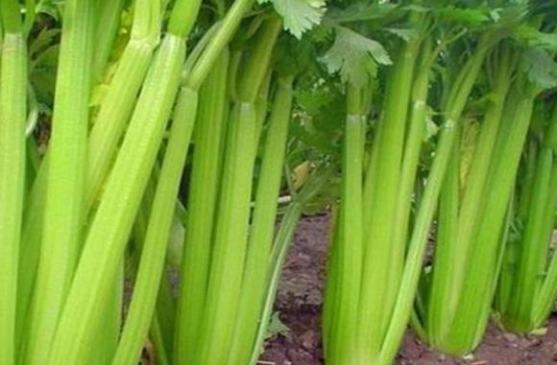 芹菜開裂產(chǎn)量低，咋防治？